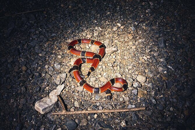 Secret Night Walk in Tamarindo - Final Thoughts on Value and Experience