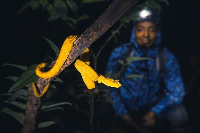 Secret Night Walk in Tortuguero - Experience the Secrets of Tortuguero’s Nightlife