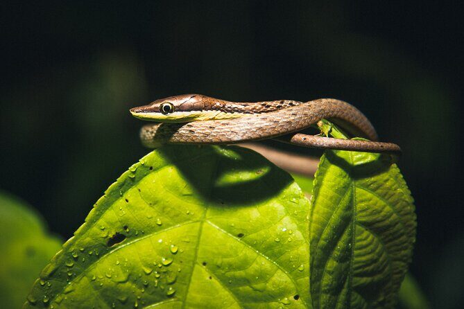 Secret Night Walk in Tortuguero - FAQs about the Secret Night Walk in Tortuguero