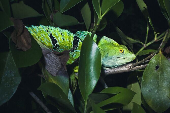 Secret Night Walk in Tortuguero - Who Should Consider This Tour?