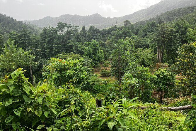 Secret Pool Hike Along the Kalinago Canoe Trail - Key Points