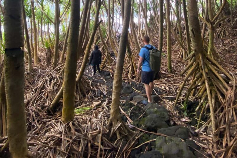 Secret Tide Pool Hike - Jungle & Coast - Private - A Closer Look at the Experience