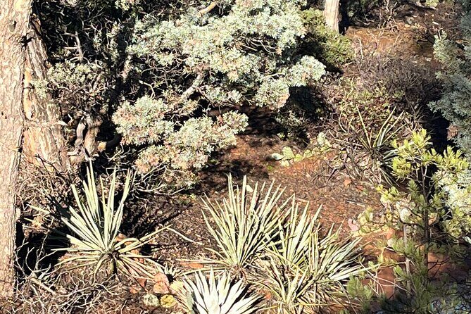 Sedona Magical Sightseeing Highlight Tour- 5 Stars - FAQ