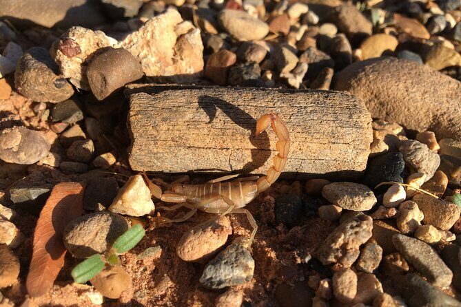 Sedona Night Hike and Stargazing - The Sum Up: The Best Nighttime Sedona Experience