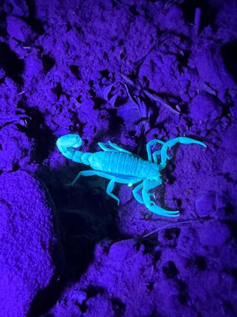 Sedona Night Hike and Stargazing Tour - Exploring Sedona After Sunset: What’s Included and What to Expect