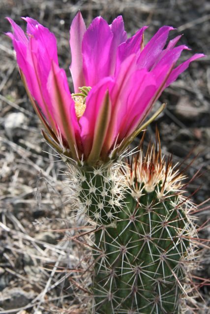 Sedona: PRIVATE 2-Hour Colorado Plateau Scenic Jeep Tour - FAQ