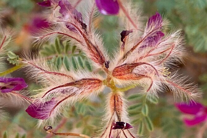 Sedona Sacred Canyons Loop Hike With a Private Guide - FAQs