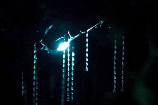 See Auckland's Secret Glow Worms - Explore Auckland’s Hidden Glow Worm Dell: An In-Depth Review