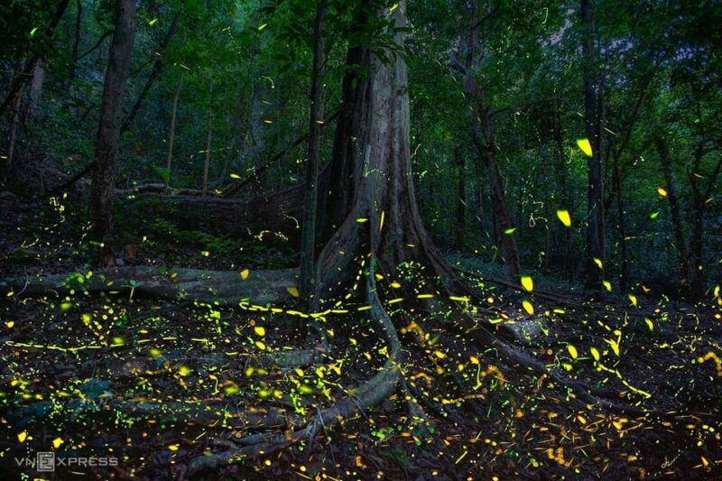 See fireflies & Wild Animals in Cuc Phuong National Park - FAQ