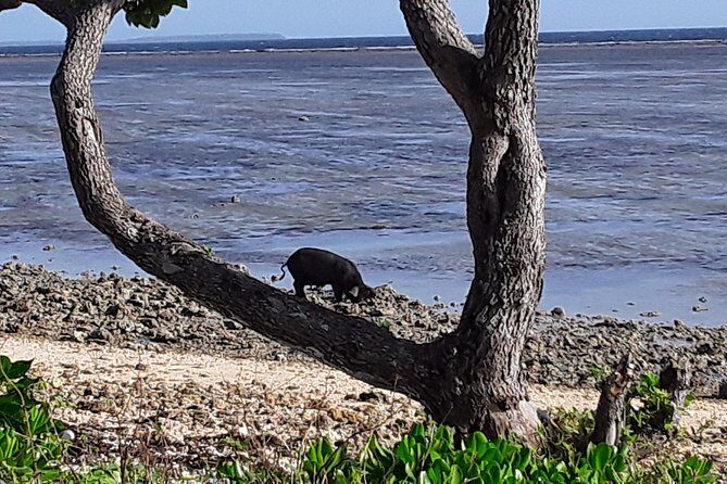 See Hear and Experience Full Island tour - Who Would Love This Tour?