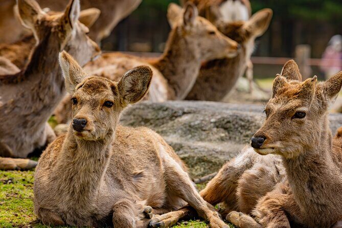 See Naras Must Sees by Private Car with Guide - Exploring Nara with a Private Guide and Vehicle