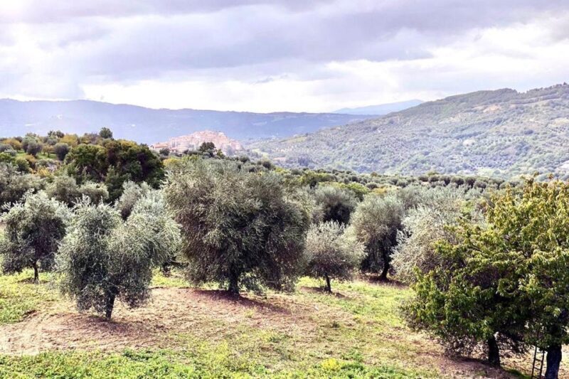 Seggiano: Typical Tuscan Farm Tour with Olive Oil Tasting - Seggiano: Typical Tuscan Farm Tour with Olive Oil Tasting