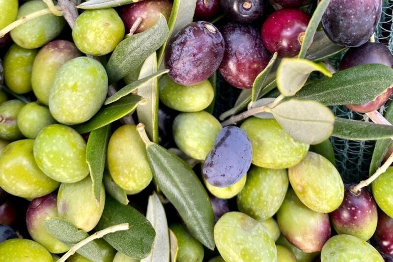 Seggiano: Typical Tuscan Farm Tour with Olive Oil Tasting - The Sum Up