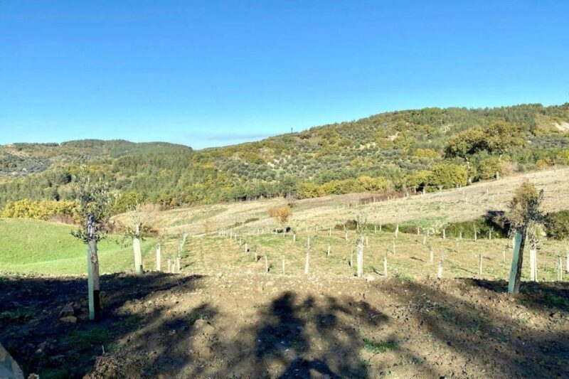 Seggiano: Typical Tuscan Farm Tour with Olive Oil Tasting - FAQ