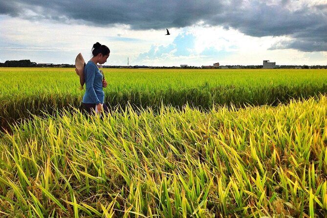 Sekinchan Paddy Field, Fishing Village & Kuala Selangor Fireflies Tour - Key Points