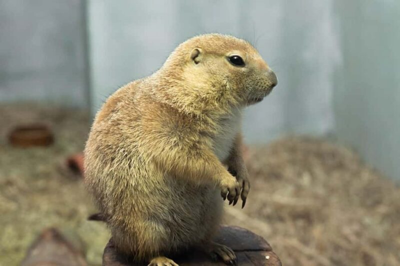 Selangor : Just Farm at Just Pets Megastore Ticket - Authentic Feedback from Visitors