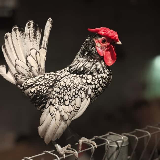 Selangor : Just Farm at Just Pets Megastore Ticket - Who Should Consider This Tour?