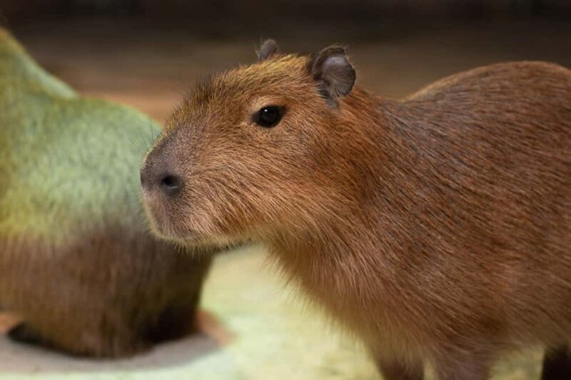 Selangor : Just Farm at Just Pets Megastore Ticket - FAQ