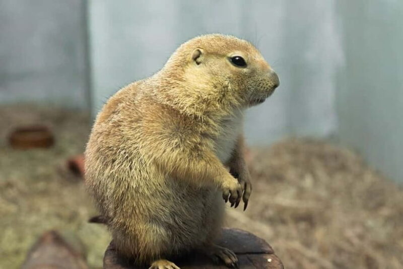 Selangor : Just Farm at Just Pets Megastore Ticket - Key Points