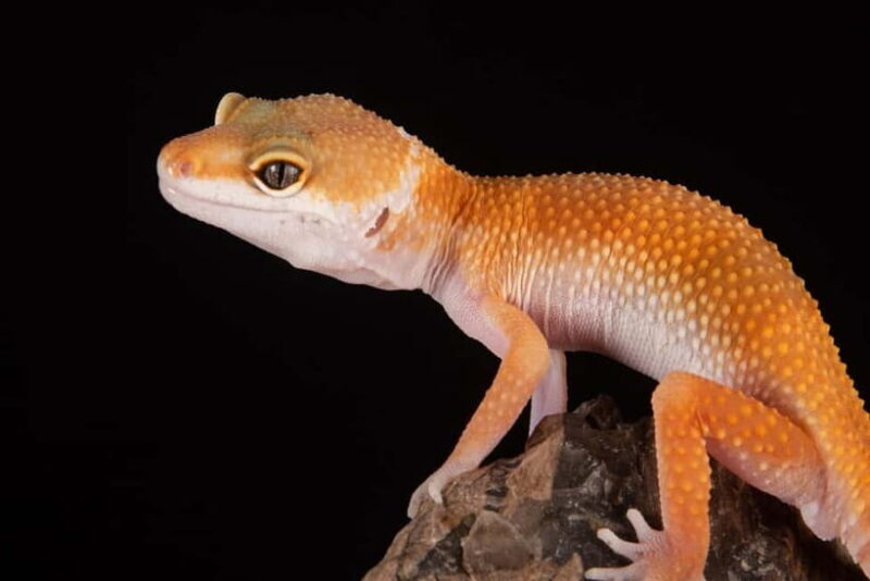 Selangor : Just Farm at Just Pets Megastore Ticket - Frequently Asked Questions