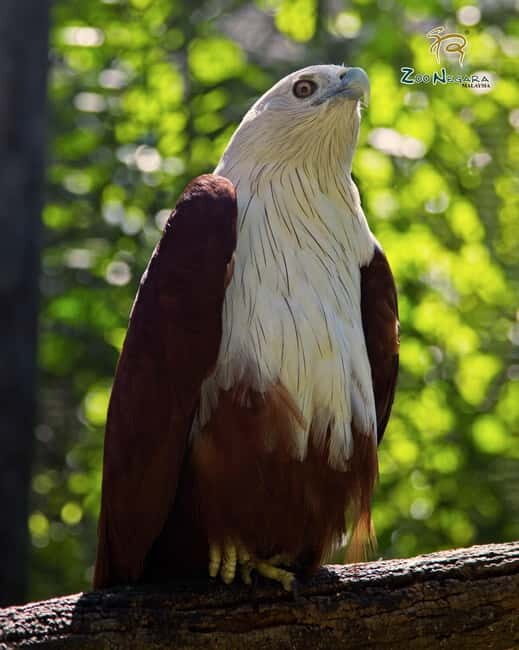 Selangor: Zoo Negara E-Ticket - Key Points