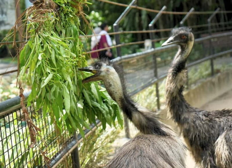 Selangor: Zoo Negara E-Ticket - Final Thoughts