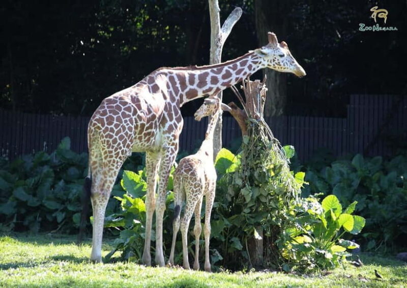 Selangor: Zoo Negara E-Ticket - Frequently Asked Questions