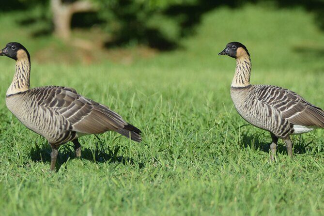 Self-Guided Audio Driving Tour in Haleakala - Who Should Consider This Tour?