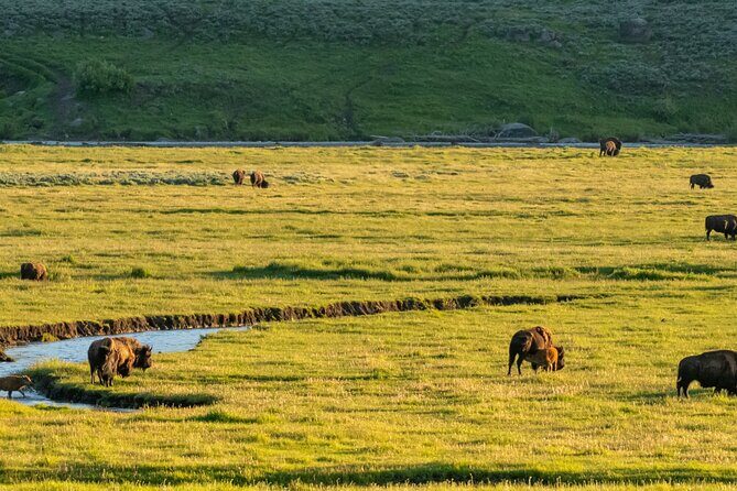 Self-Guided Audio Driving Tour in Yellowstone National Park - Final Thoughts