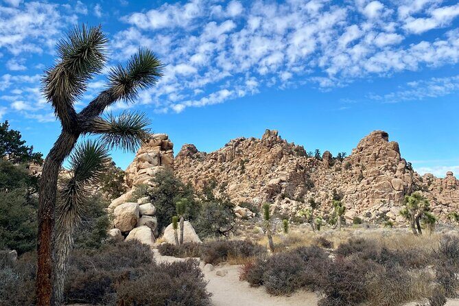 Self Guided Audio Tour of Joshua Trees Hidden Valley Trail - Pricing and Value