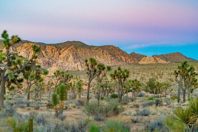 Self Guided Audio Tour of Joshua Trees Hidden Valley Trail - The Sum Up
