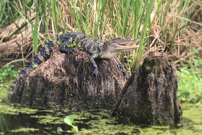 Self Guided Kayak Bayou Swamp Tour - FAQ