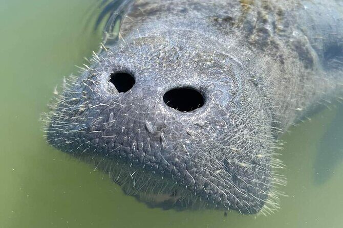 Self-Guided Kayaking Manatee and Dolphin Tour - Final Thoughts: Is It Worth It?