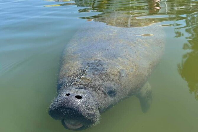 Self-Guided Kayaking Manatee and Dolphin Tour - FAQs