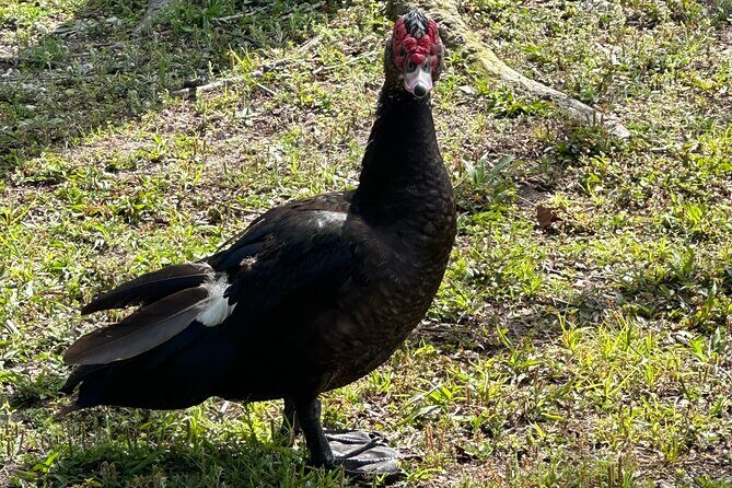 Self Guided Lakefront Tour on Electric Bike in Kissimmee (3 hrs.) - Food and Rest Stops