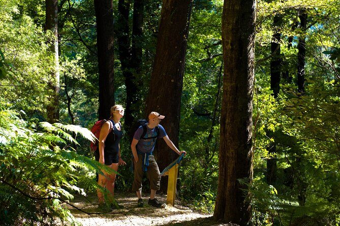 Self-Guided Queen Charlotte Track Walk from Picton - Experience Overview