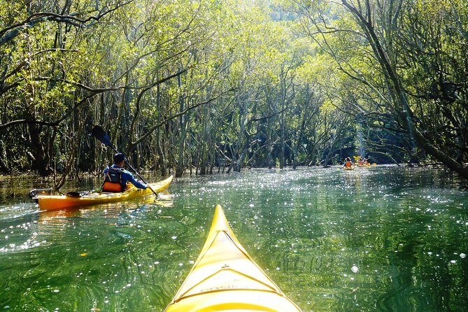 Self-Guided Sydney Middle Harbour Kayak 3 Hour Tour by Double Kayak - Final Thoughts: Why This Kayak Tour Is Worth Considering