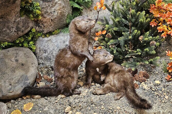 Self Guided Tour in Wildlife Gallery - Final Thoughts: Is It Worth Your Time?