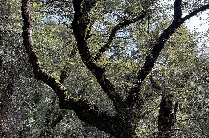 Self Guided Yosemite Walking Tour Explore with Expert Audio Guide - FAQ