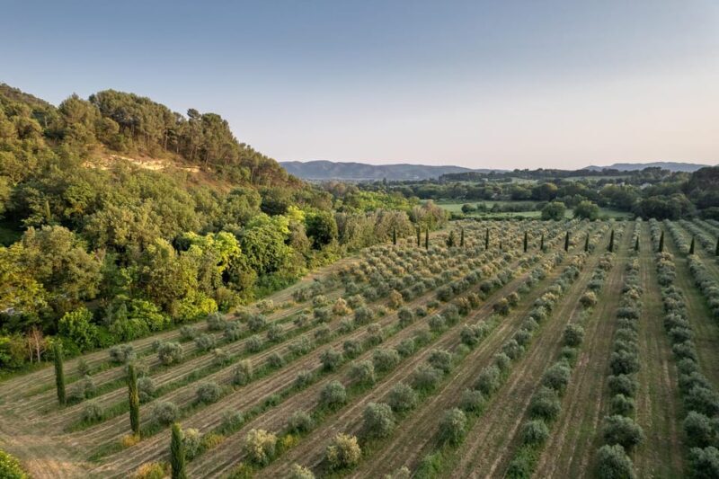 Self tour of the olive oil mill & olive oil tasting - FAQ About the Olive Oil Mill & Tasting Tour