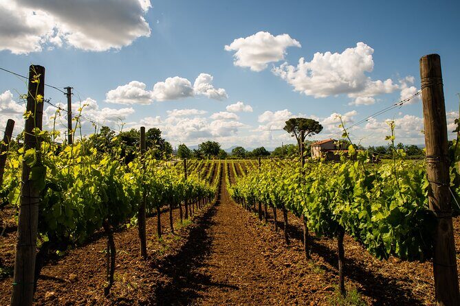 Sella delle Spine Taurasi: Tasting, Vineyard and Cellar Tour - Who Should Consider This Tour?