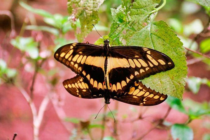 Selvatura Park Eco Adventure Tour of Monteverde - Overview of Selvatura Park Eco Adventure Tour of Monteverde