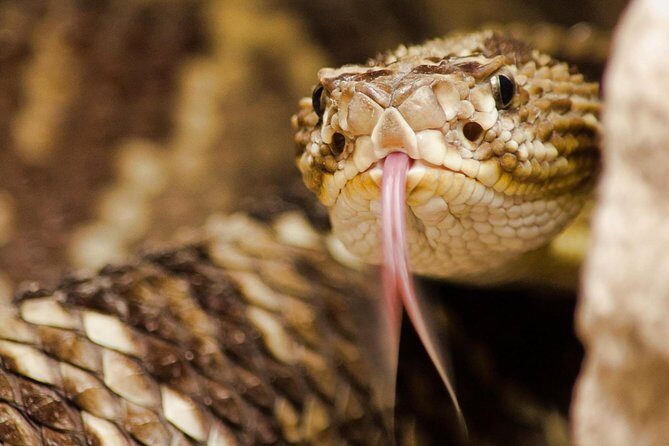 Selvatura Park: Herpetarium Tour in Monteverde - Key Points