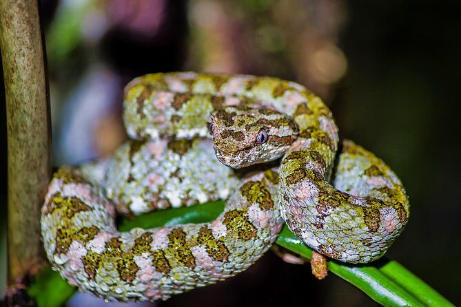 Selvatura Park: Herpetarium Tour in Monteverde - The Sum Up