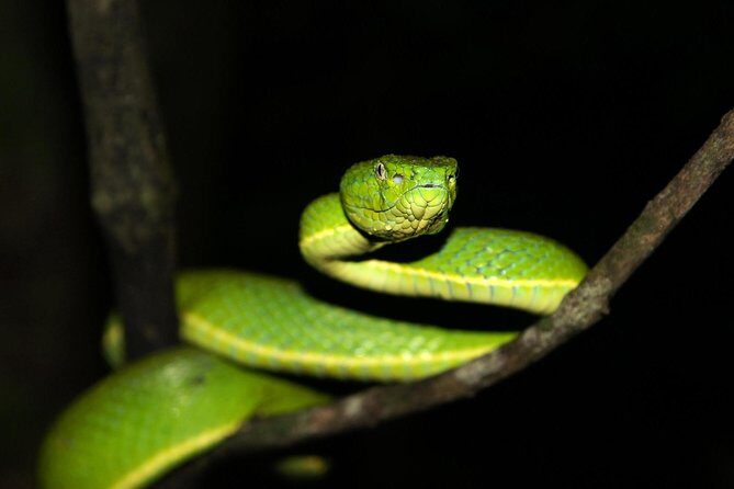 Selvatura Park: Herpetarium Tour in Monteverde - FAQs