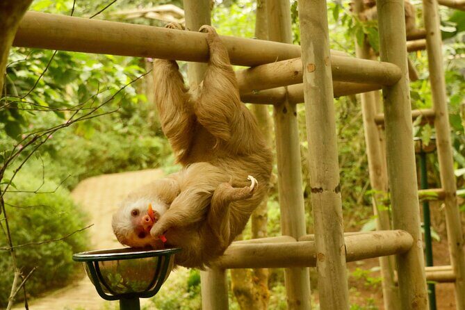 Selvatura Sloth Habitat - Exploring the Selvatura Sloth Habitat