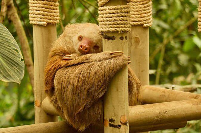 Selvatura Sloth Habitat - Is it Right for You?