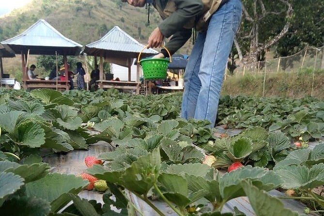 Sembalun Package.. (Special Rice Terrace View) - The Value of This Experience
