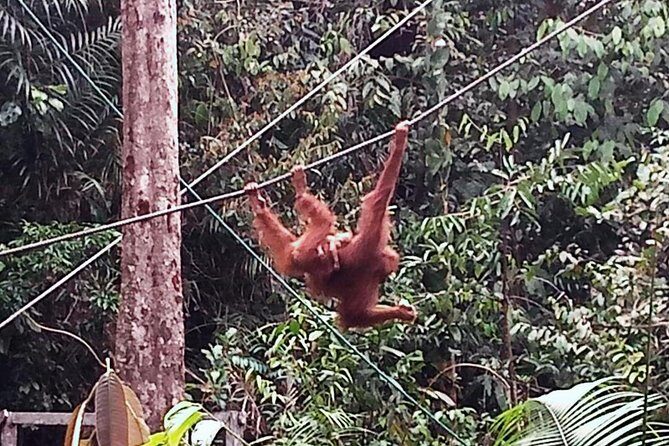 Semenggoh Orangutan Centre from Kuching - Final Thoughts