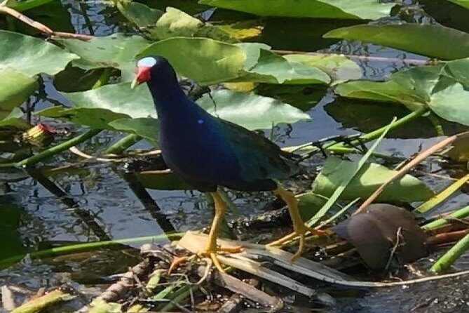 Semi-Private 1-Hour Airboat Tour of Miami Everglades - Key Points